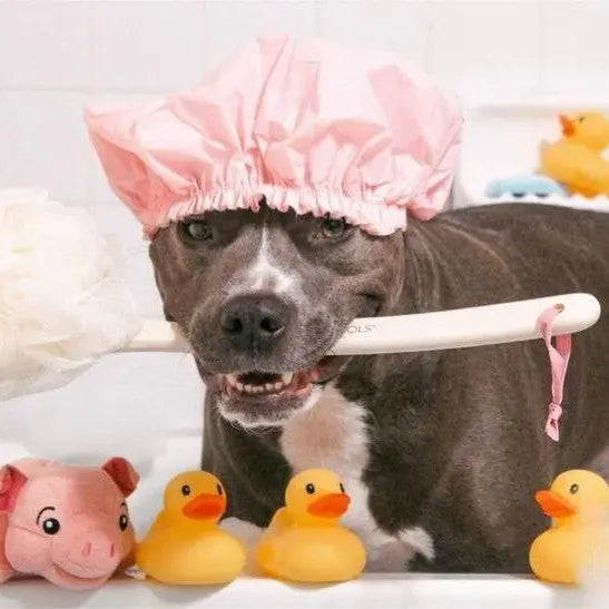 The Gentle Pit Blog The Gentle Pit