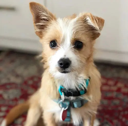 Pupdates The Gentle Pit