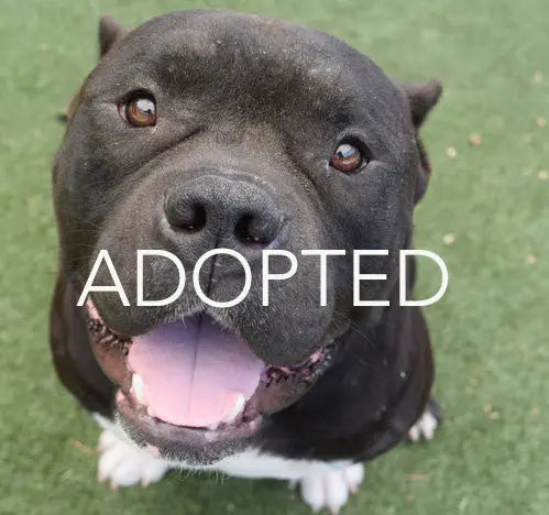 Pupdates The Gentle Pit