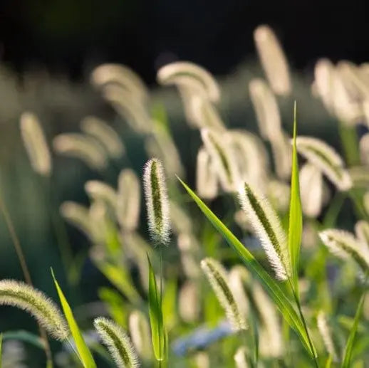 The Gentle Pit Blog The Gentle Pit