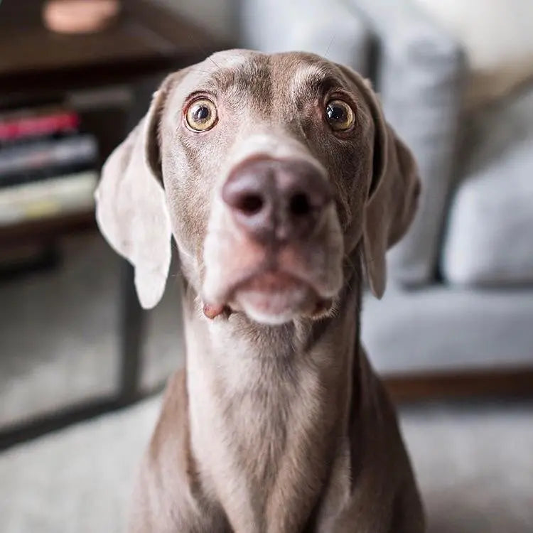 The Gentle Pit Blog The Gentle Pit