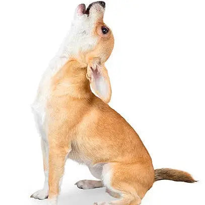 The Gentle Pit Blog The Gentle Pit