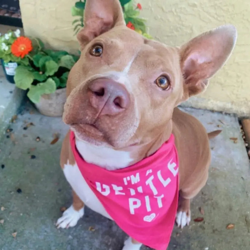 The Gentle Pit Blog The Gentle Pit