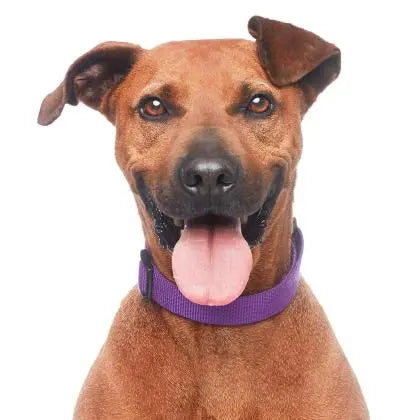 Pupdates The Gentle Pit