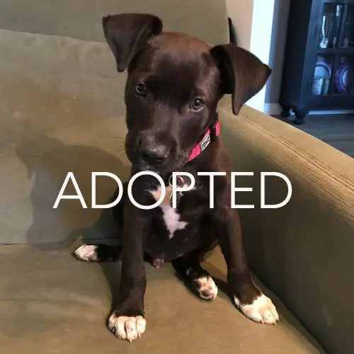 Pupdates The Gentle Pit