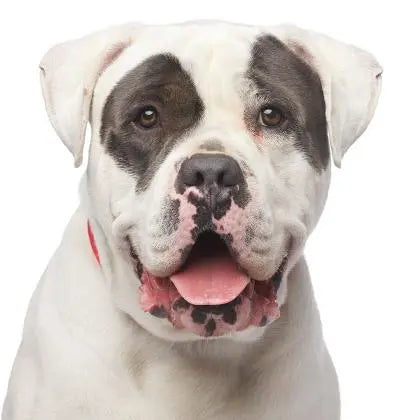 Pupdates The Gentle Pit