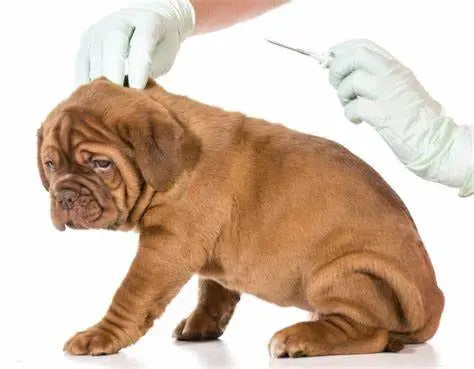 The Gentle Pit Blog The Gentle Pit