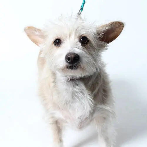 Pupdates The Gentle Pit