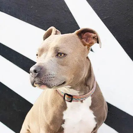 The Gentle Pit Blog The Gentle Pit