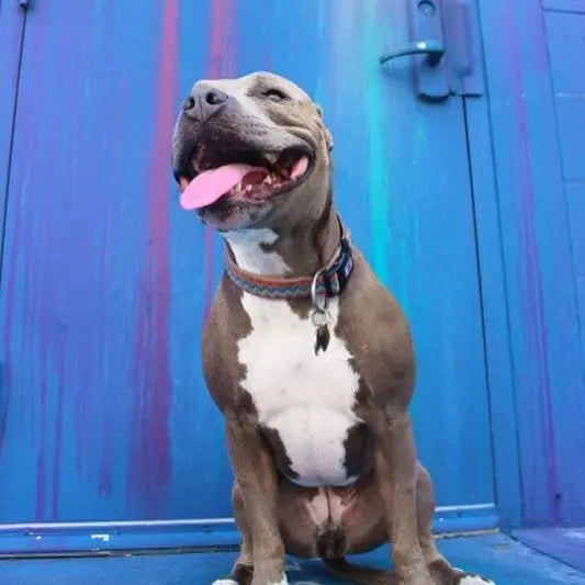 The Gentle Pit Blog The Gentle Pit