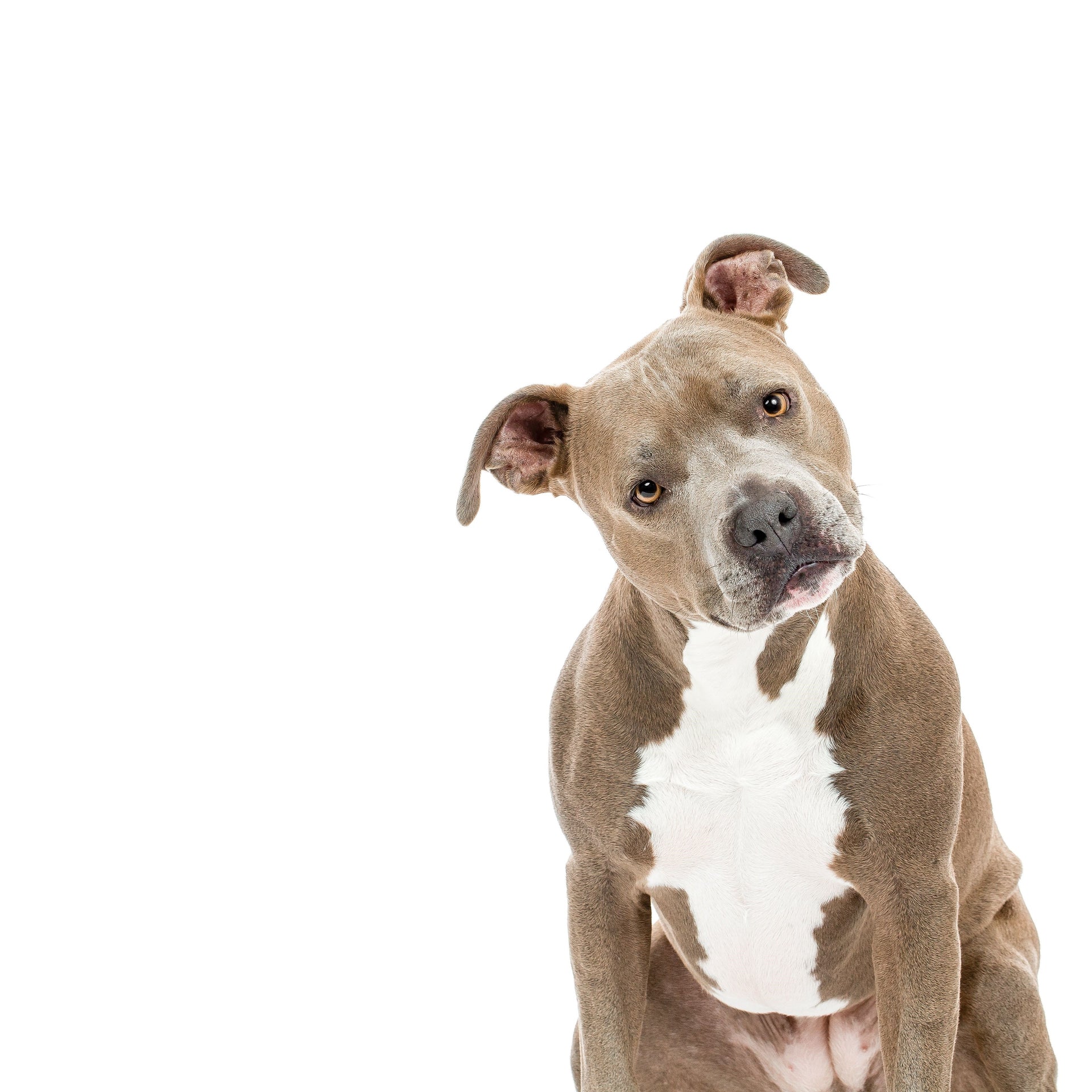 National Pit Bull Awareness Month – The Gentle Pit