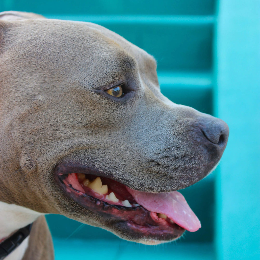 The Gentle Pit Blog The Gentle Pit