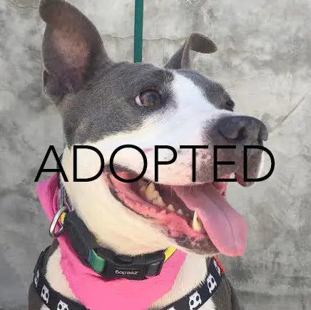 Pupdates The Gentle Pit