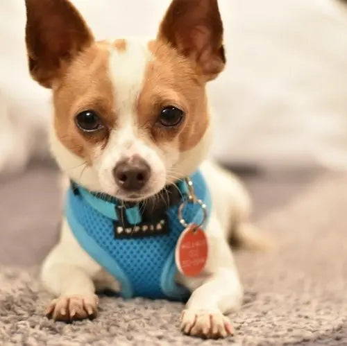 Pupdates The Gentle Pit