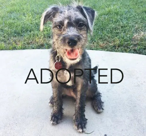 Pupdates The Gentle Pit