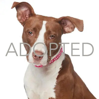 Pupdates The Gentle Pit