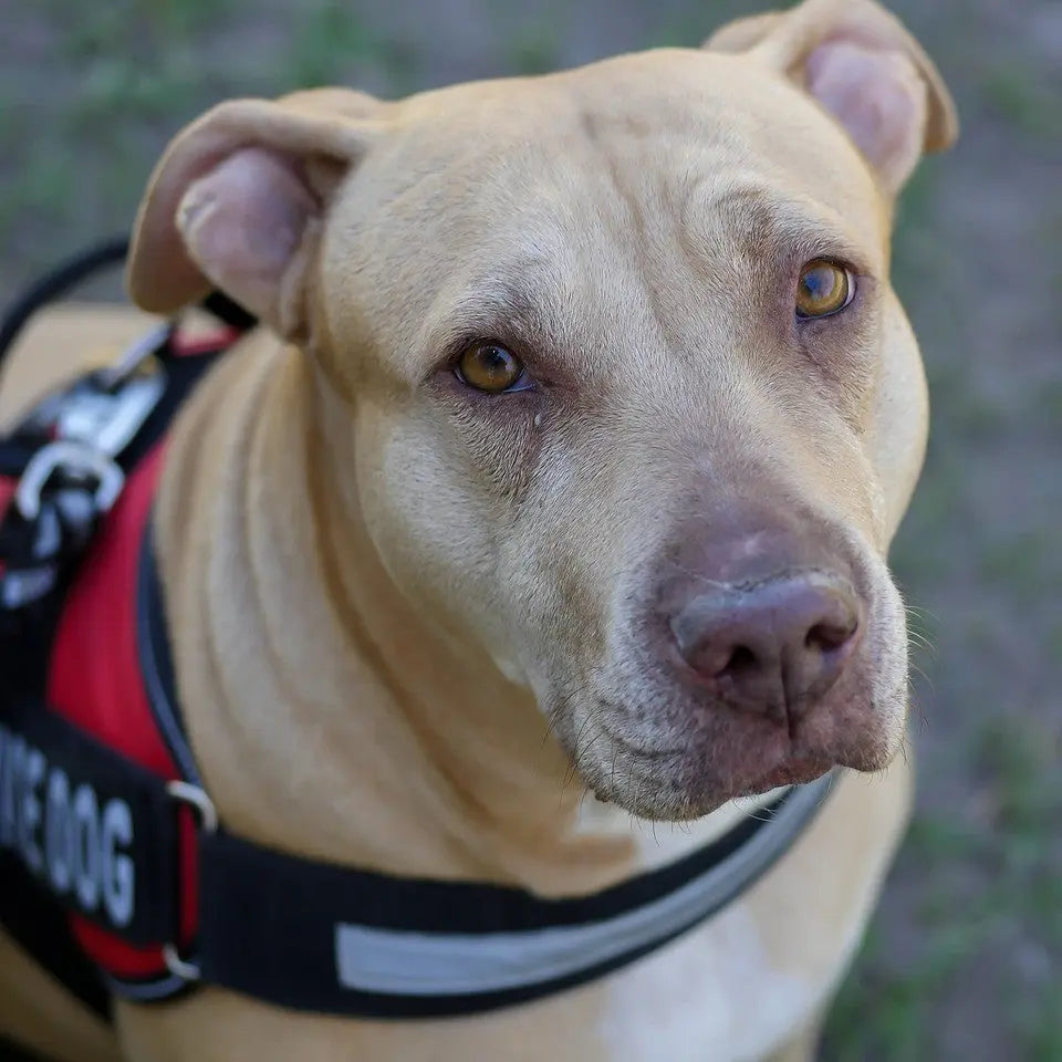 The Gentle Pit Blog The Gentle Pit