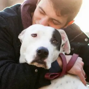 The Gentle Pit Blog The Gentle Pit