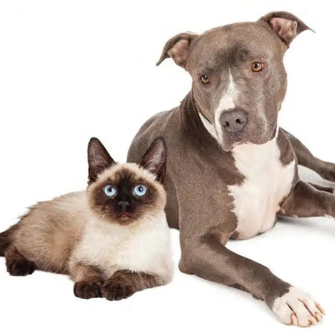 The Gentle Pit Blog The Gentle Pit