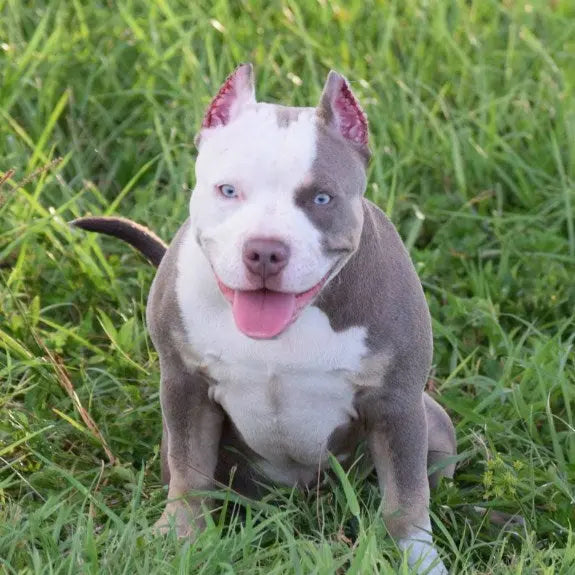 The Gentle Pit Blog The Gentle Pit