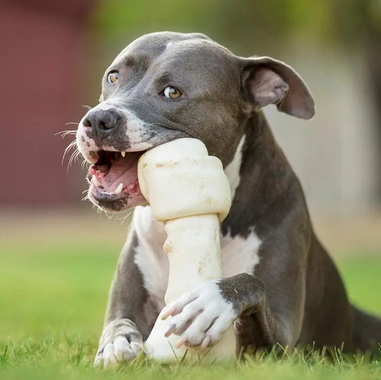 The Gentle Pit Blog The Gentle Pit