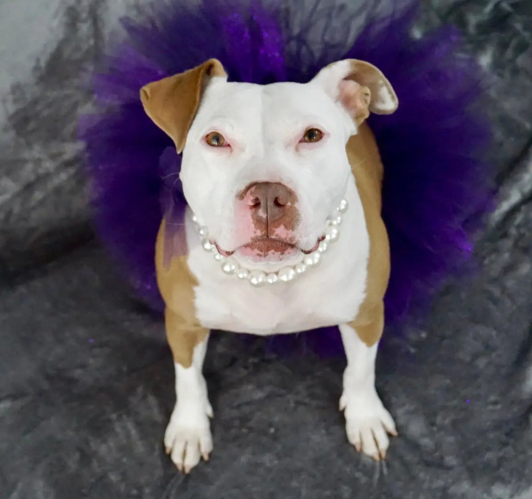 Rescue Stories Blog The Gentle Pit