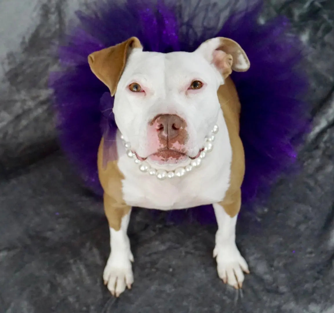 Rescue Stories Blog The Gentle Pit