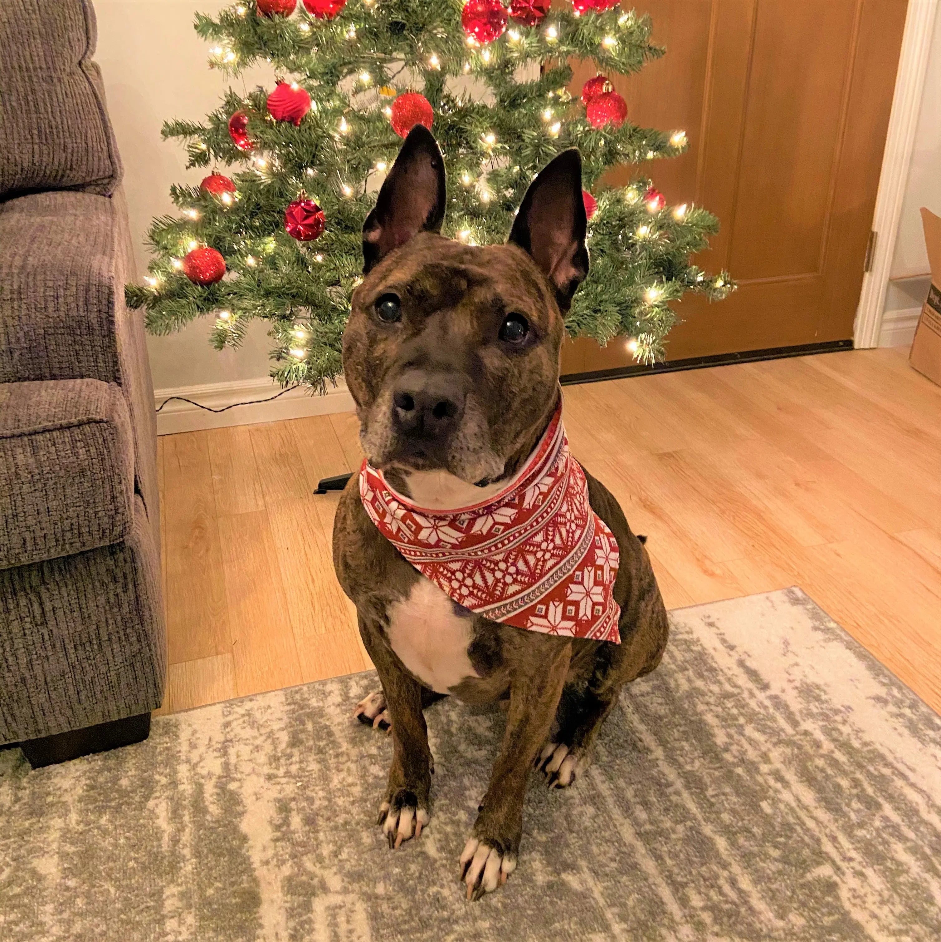 Rescue Stories Blog The Gentle Pit