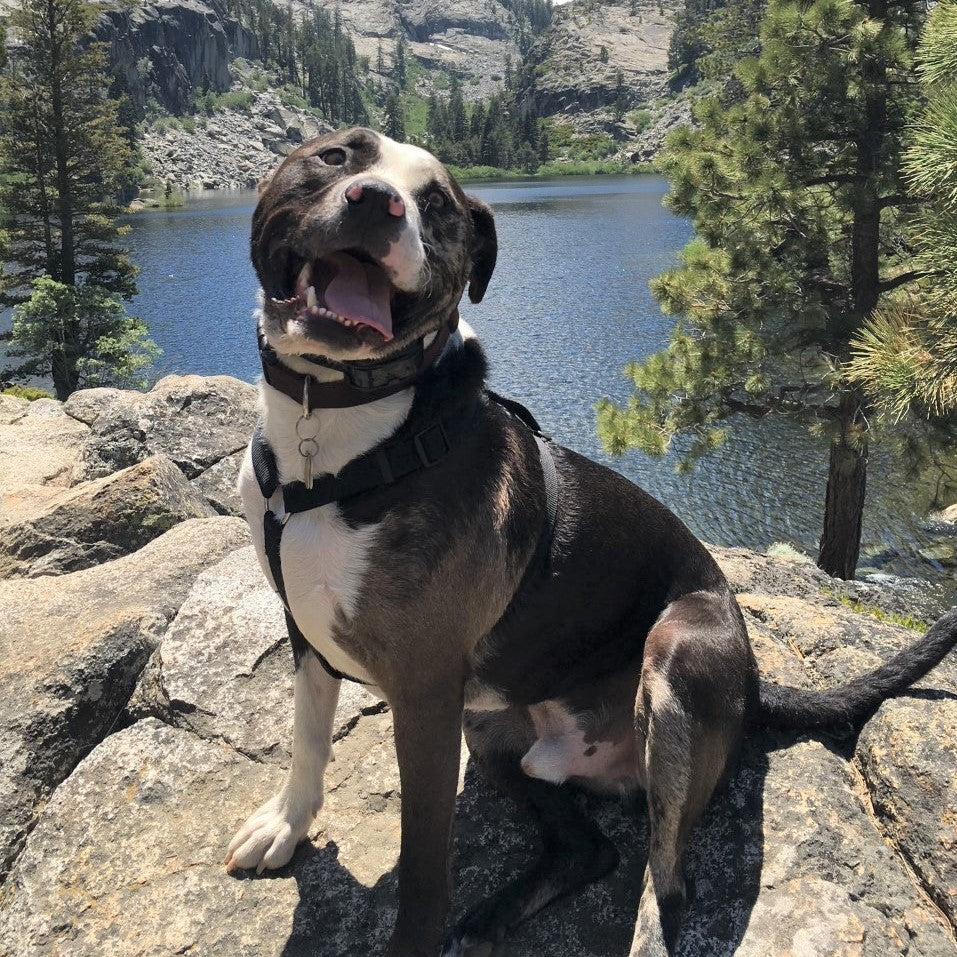 Rescue Stories Blog The Gentle Pit