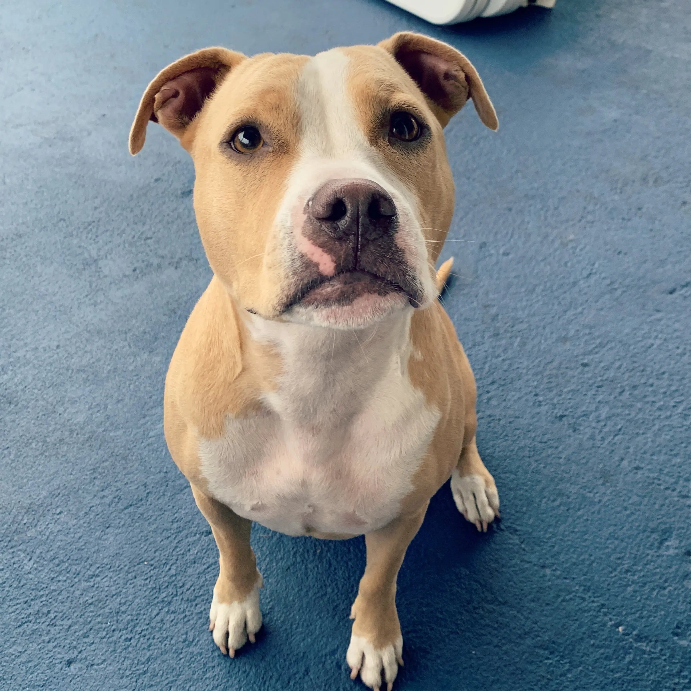 Rescue Stories Blog The Gentle Pit