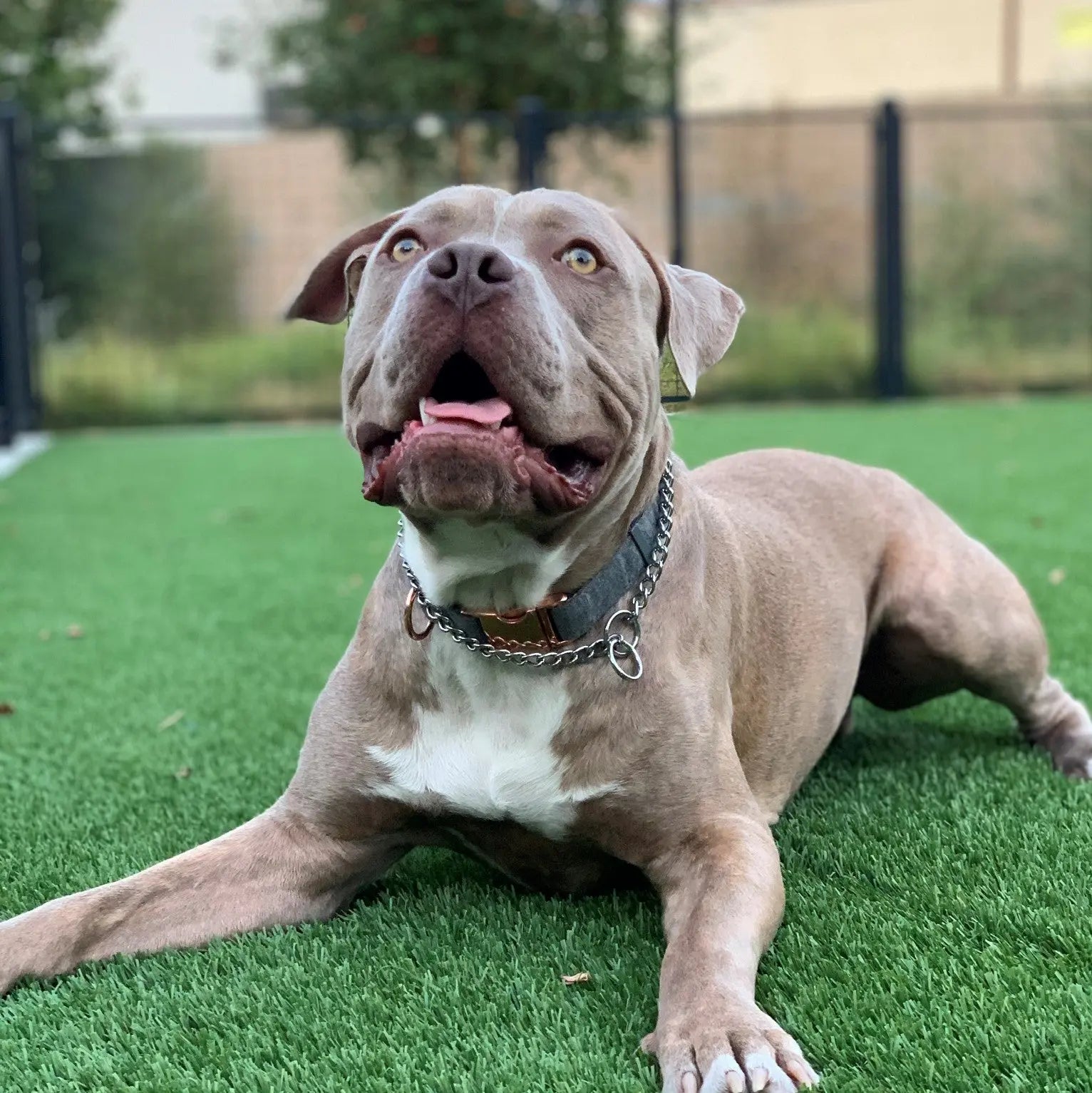 Rescue Stories Blog The Gentle Pit
