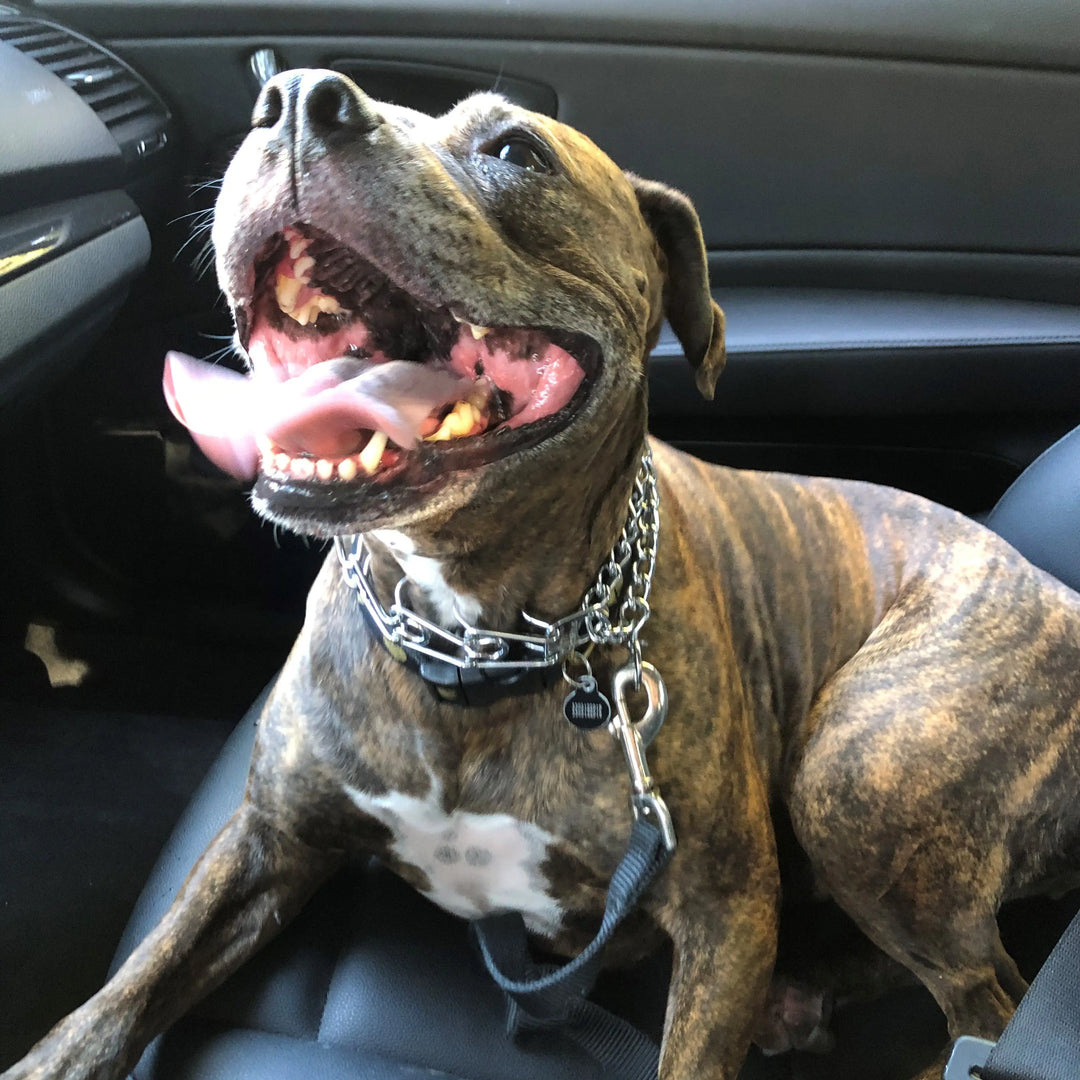 Rescue Stories Blog The Gentle Pit