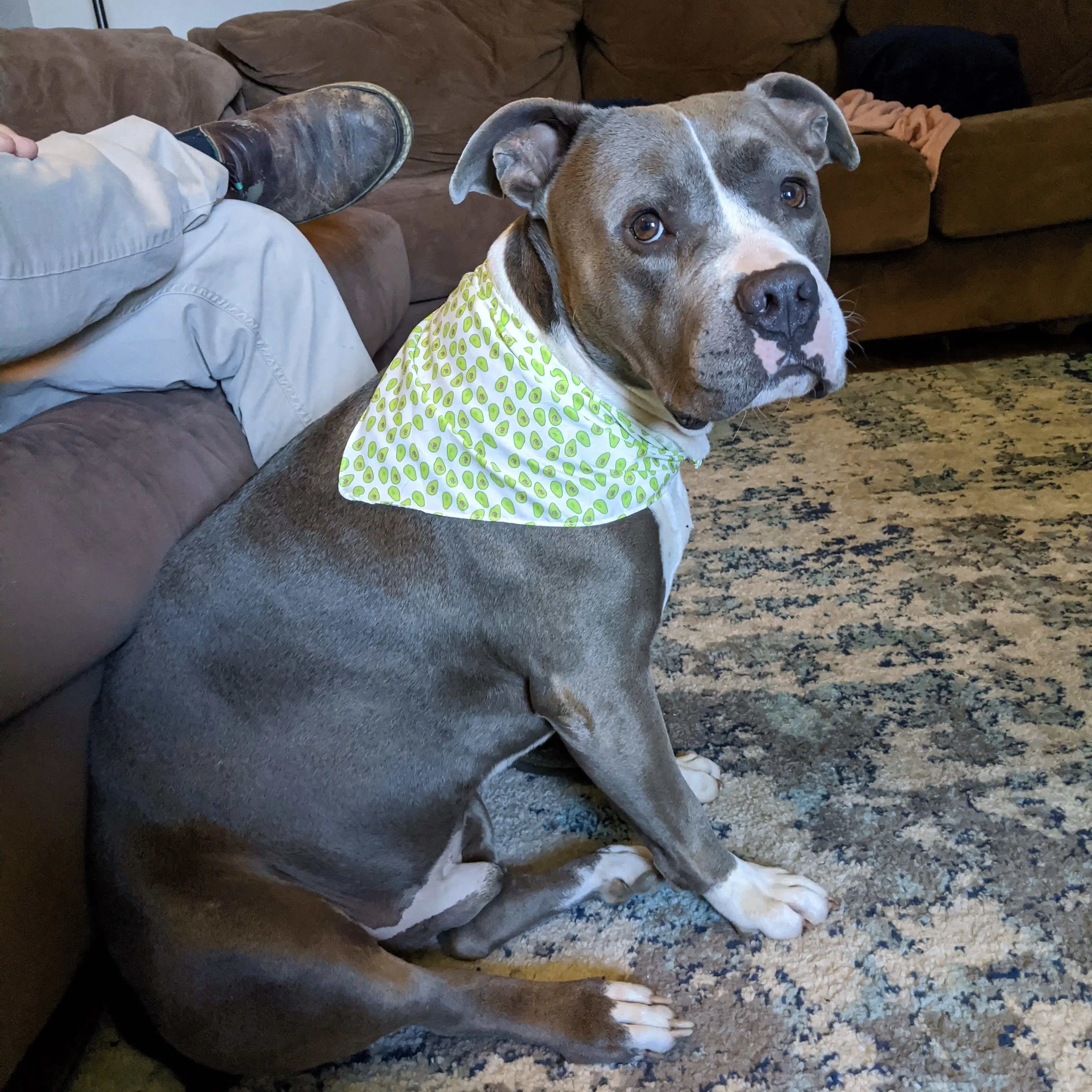 Rescue Stories Blog The Gentle Pit