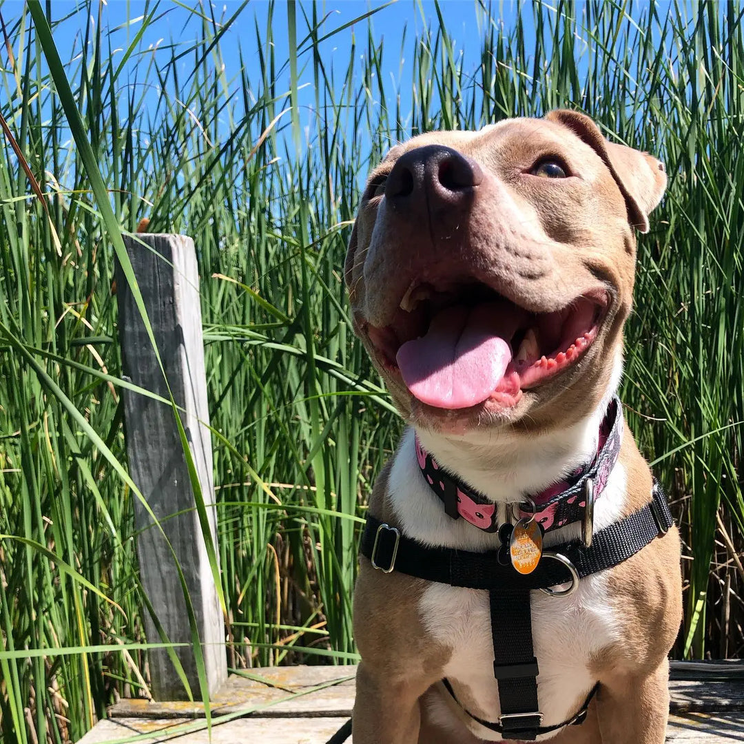 Rescue Stories Blog The Gentle Pit