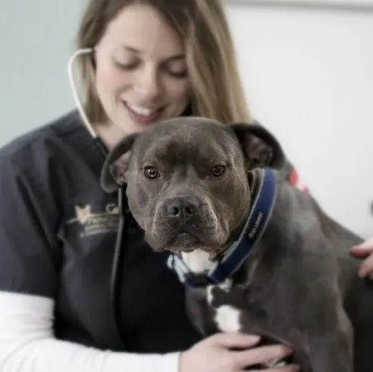 The Gentle Pit Blog The Gentle Pit