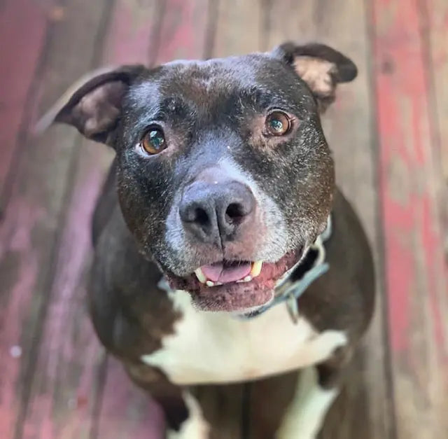 The Gentle Pit Blog The Gentle Pit