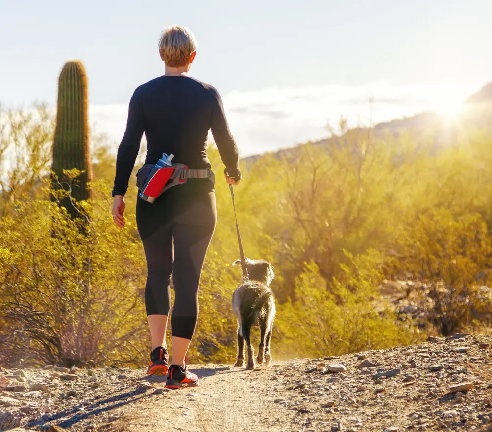 Resetting Your Dog’s Routine: A Late Winter Guide to Active Spring Walks The Gentle Pit