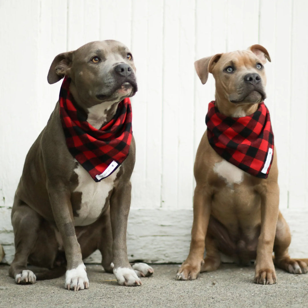 The Gentle Pit Blog The Gentle Pit