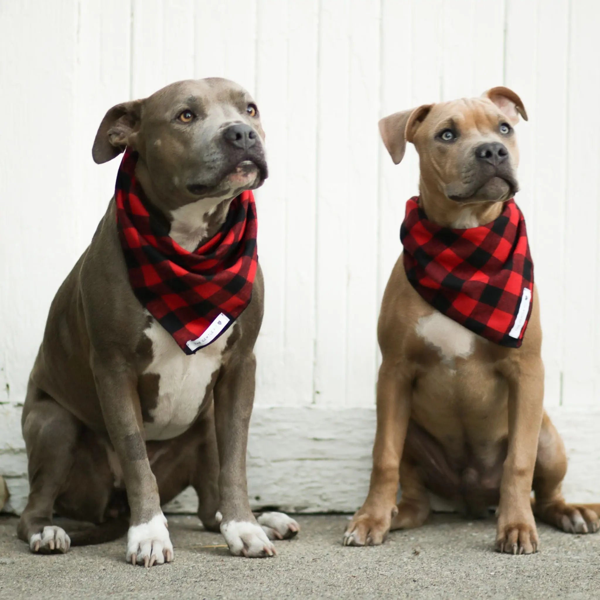 The Gentle Pit Blog The Gentle Pit