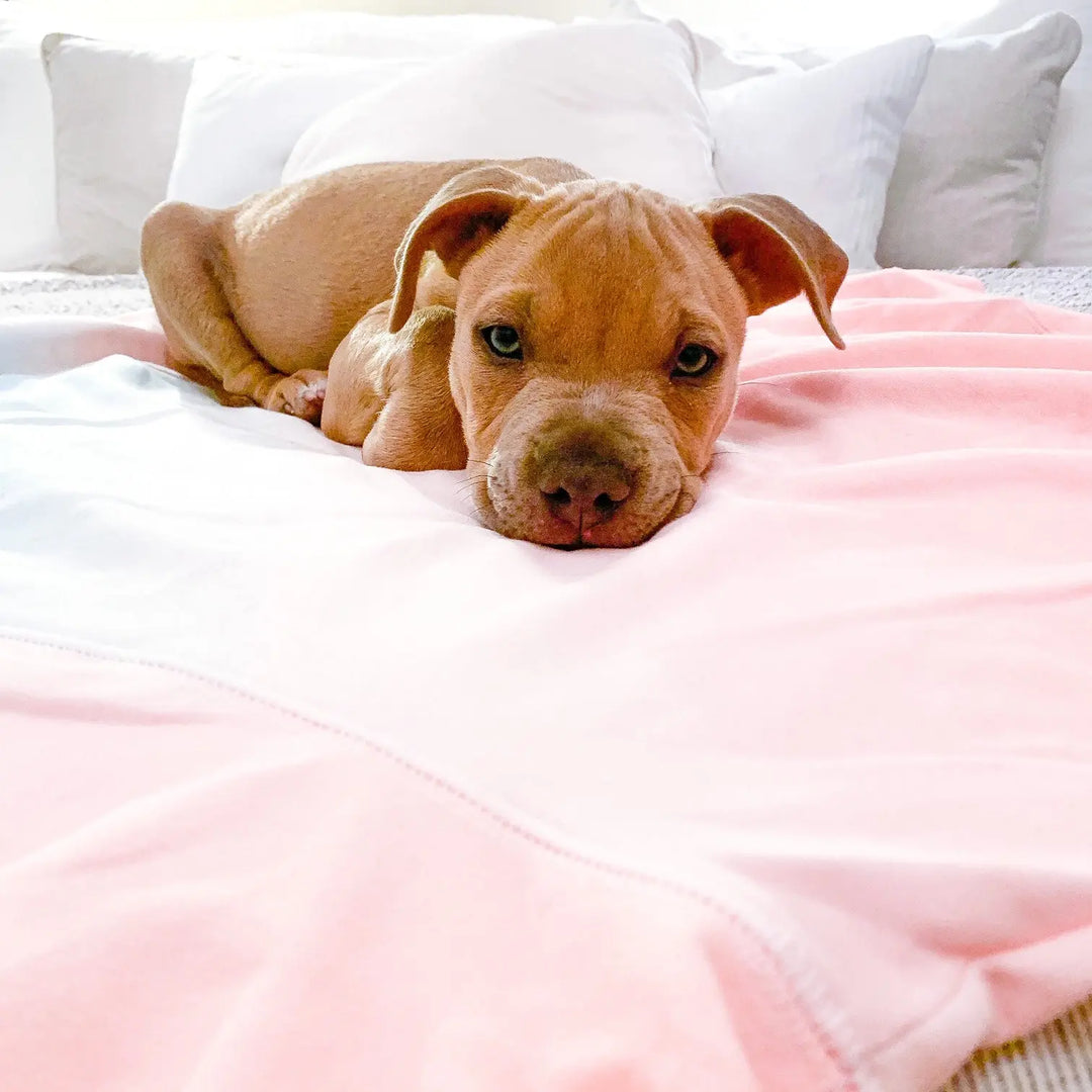 The Gentle Pit Blog The Gentle Pit