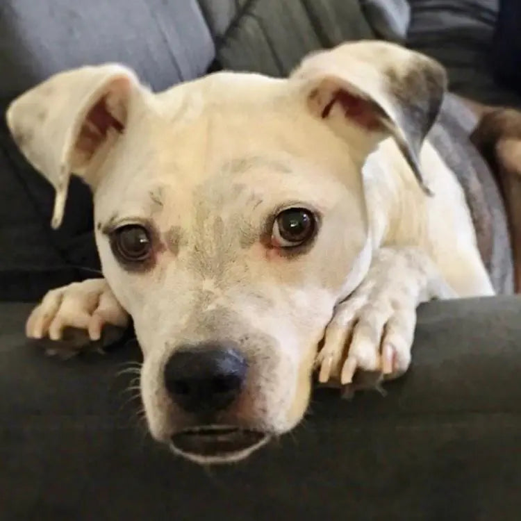 The Gentle Pit Blog The Gentle Pit
