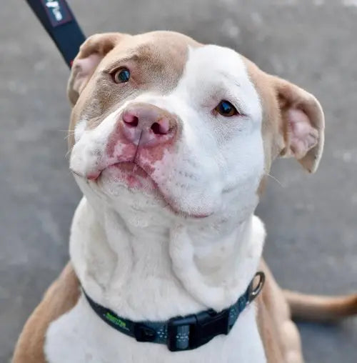 Pupdates The Gentle Pit