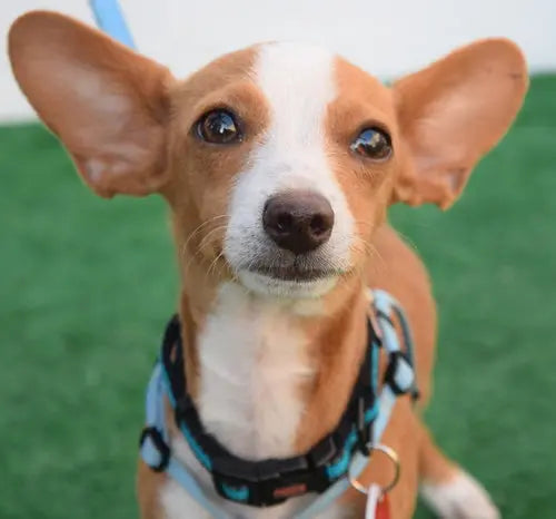 Pupdates The Gentle Pit