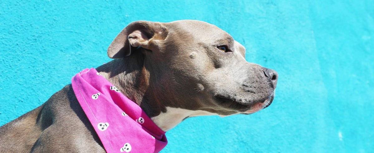 The Gentle Pit Blog