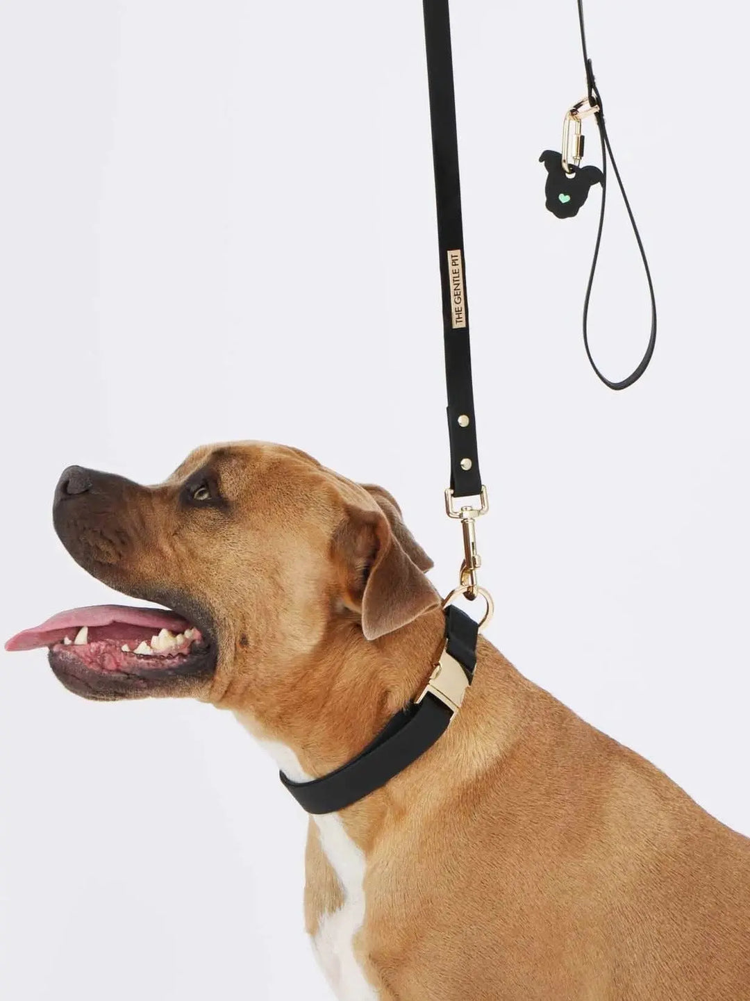 TGP Black Collar and Easy Walk Leash