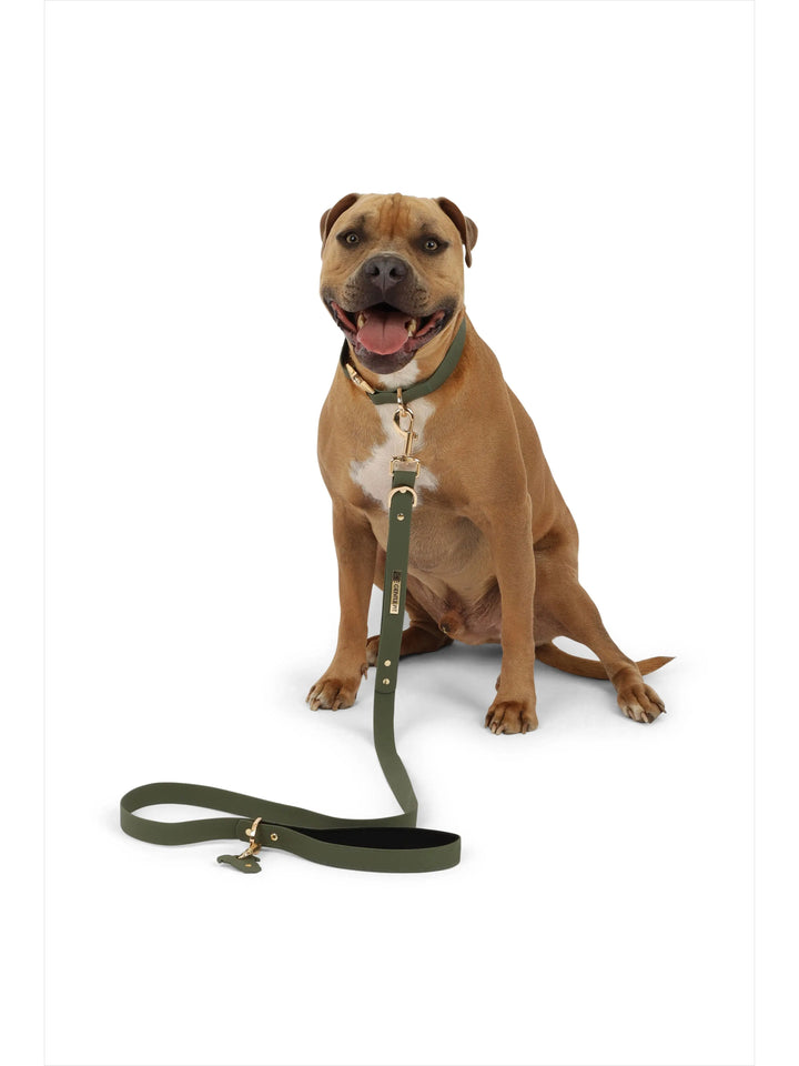 TGP Luxe Dog Collar THE GENTLE PIT