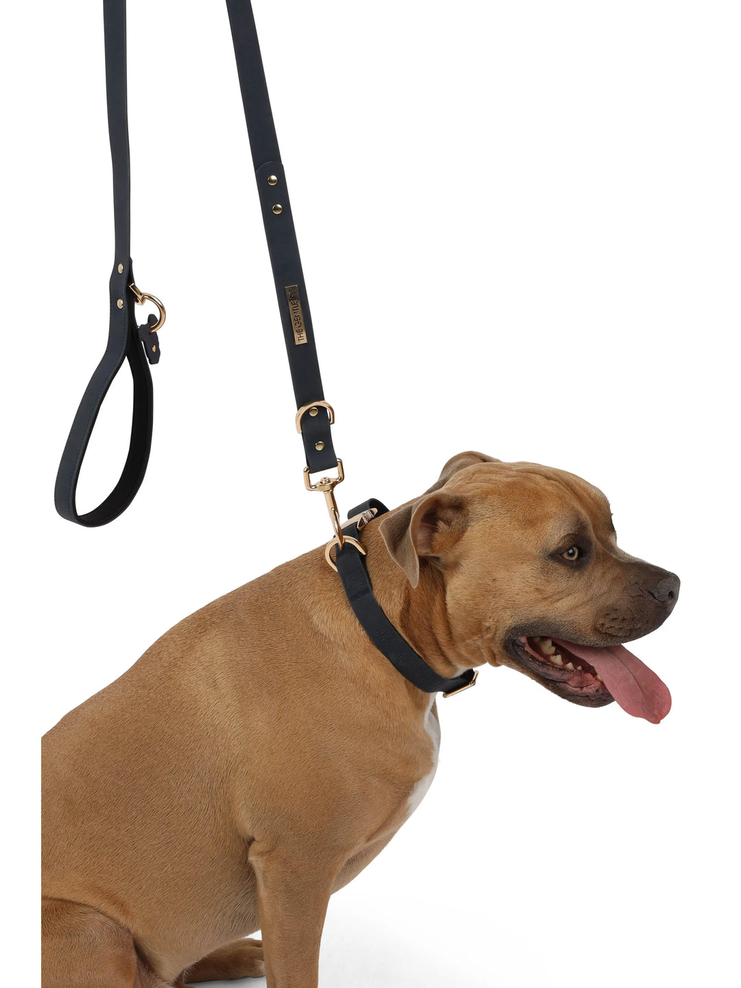 TGP Luxe Dog Collar THE GENTLE PIT